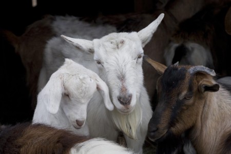 A day of goat photography is a good day. They are pleasant and personable subjects. ID, Fairfield. Milk goats.