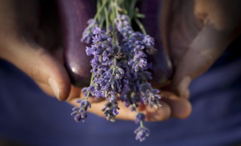 Eggplant and lavender. PA, Chesterville. Eggplant and lavender.