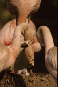A massive 600nn Nikon lens with extender got me this “close.” Bolivia, Laguna Colorada. Chilean flamingo w/chick.