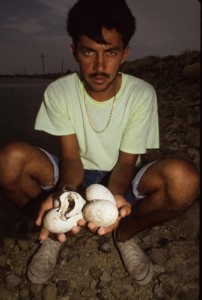 Mexico, Yucatan. Caribbean flamingo eggs washed off of nests by tidal disruption from human levies. Mexico, Yucatan. Caribbean flamingo eggs washed off of nest by tidal disruption from human levies.