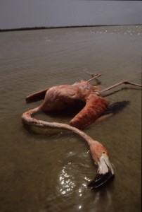 Humans affect nature in so many ways. Here, a Caribbean flamingo was killed by a power line. Mexico, Yucatan. Caribbean flamingo killed by power line.
