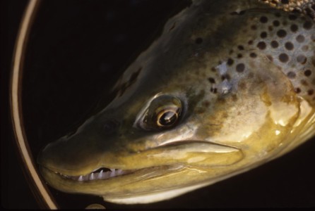 I caught this sinister looking brown trout on the Gallatin River. MT, Gallatin River. M.W. landed brown trout.