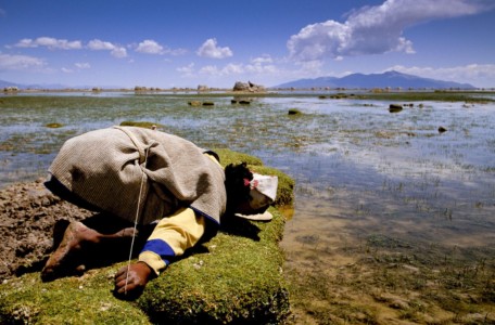 Uru Chipian hunting flamingos in flight with a sling. Bolivia, Chipian hunting flamingos in flight with a sling.