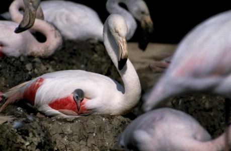 Bolivia, Laguna Colorada. James or Chilean flamingo with chick. Bolivia, Laguna Colorada. James or Chilean flamingo w/ check.