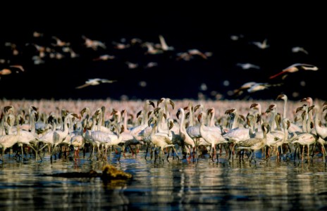 Kenya, Lk. Nakuru. Lesser Flamingo in mass courtship dance. Kenya, Lk. Nakuru. Lesser Flamingo in mass courtship dance.