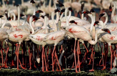 And even closer. Kenya, Lk. Nakuru. Lesser Flamingo in mass courtship dance.