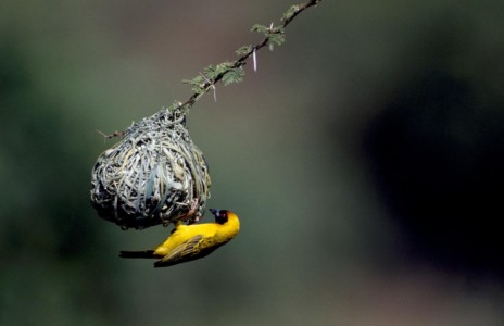 A stunning display of weaving at Lk. Bogoria, considering the Little Weaver uses only its beak. Kenya, Lk. Bogoria. Little Weaver.
