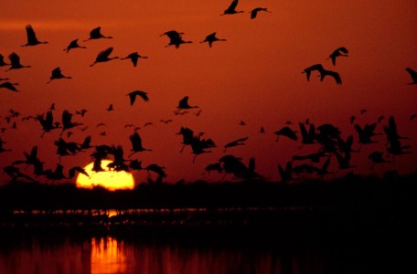 Another sunset shot (Indian, Little Rann), but with cranes. Indian, Little Rann. Cranes.