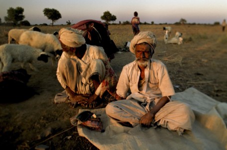 Indian, near Bhuj. Rubari herders making chai which is a crude brew of any spices (i.e., cinnamon, cardamon, clove, etc.) and milk (goat, sheep, etc.) they may have. Not exactly the Oregon Chai the hipsters cherish. Indian, near Bhuj. Rubari, semi- nomadic cattle herders.