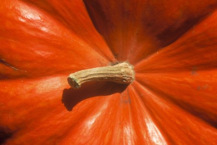 I look for beautiful and simple symmetry in photo subjects, like this Turban or Ambercup squash. MT, garden - Turban or Ambercup squash.