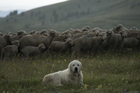 Great Pyrenees guard dog with sheep band in Montana’s Madison Range; a country that could/should be Bighorn sheep inhabited. MT, Madison Range, near Black Butte, Great Pyrenees guard dog w/ sheep.