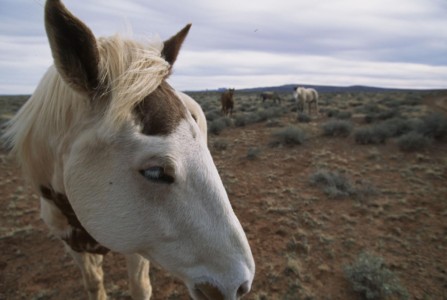 This horse hung around me as I was photographing Anastasi petroglyphs near Cedar Mesa. So, I fashioned a hackamore (bitless bridle) out of a long dog leash and jumped on him bareback. No problems at all…just a really nice horse and trusting/foolish rider. UT, Cedar Mesa. Ranchers free ranging stock.