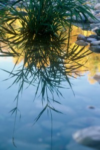 Images that for a moment, are confusing, can be more engaging. UT, near Mt Timpanogos.