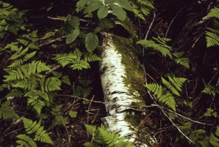 Assignment-produced image for Sunset magazine. Trinity Alps, CA. CA, Trinity Alps.