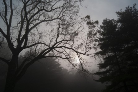 I was trying to offer the feel of early summer Pennsylvania mornings, quiet and damp. PA, Lewisville. Trees in morning fog.