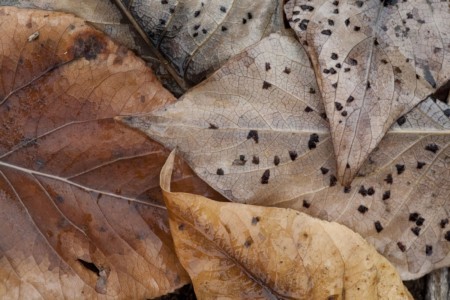 A simple reveal of a forest floor. ID, Centennial Valley. Aspen grove.