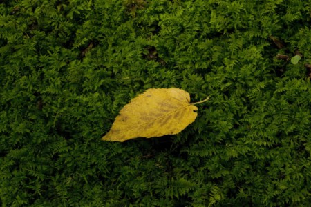 PA, Unionville. Leaf on moss. PA, Unionville. Leaf on moss.
