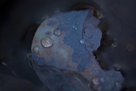 An Autumn puddle. Lewisville, PA. PA, Lewisville. Autumn under water.