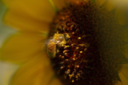 The focused food gathering of a busy bee, in the Crazy Mts., MT. MT, Crazy Mts. Bee on sunflower or mules-ear.