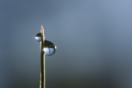The morning dew-drop inverts the image of this meadow near Huntsville, UT. UT, Huntsville. Droplet landscape.