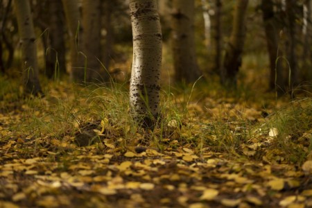 I'm not sure if this is the same aspen grove, but a different season and feel, with a minimum depth of field. ID, Deer Creek canyon. Aspen grove