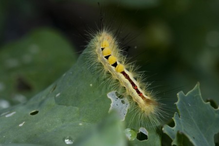 I have noticed that I haven’t included many shots of the charismatic megafauna (lions, elephants, tigers, elk, bears, etc.). Many times, I am more drawn to ordinary species like this White-Marked Tussuck caterpillar. PA, Chesterville. Maybe a White-Marked Tussuck Caterpillar.