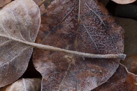 I’ll admit it, I am drawn to close-ups of leaves and other forest detritus. Near Sundance, UT. UT, Sundance. Frozen Aspen leaves.