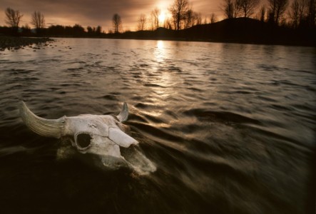 Ahhhhh, how foolish our forefathers were. To have squandered the wild salmon and bison as self-sustaining food sources, replacing them with shopping malls, low-quality wheat, and many useless dams (e.g., Elwa dam). WY, Yellowstone N.P. Bison skull.